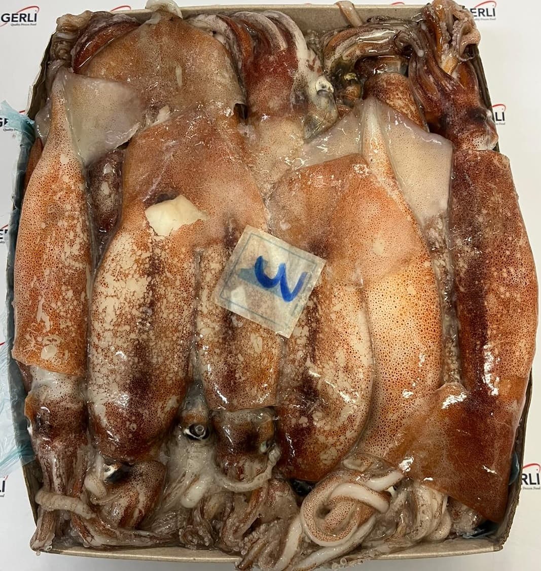 Totanetti Veraci C/Bordo