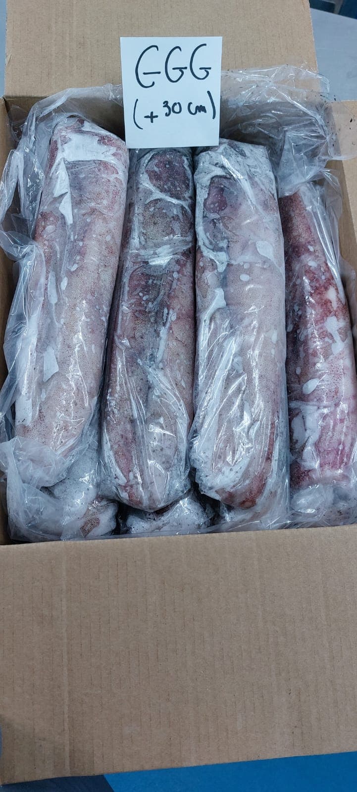 Calamaro Marocco Pulito IQF