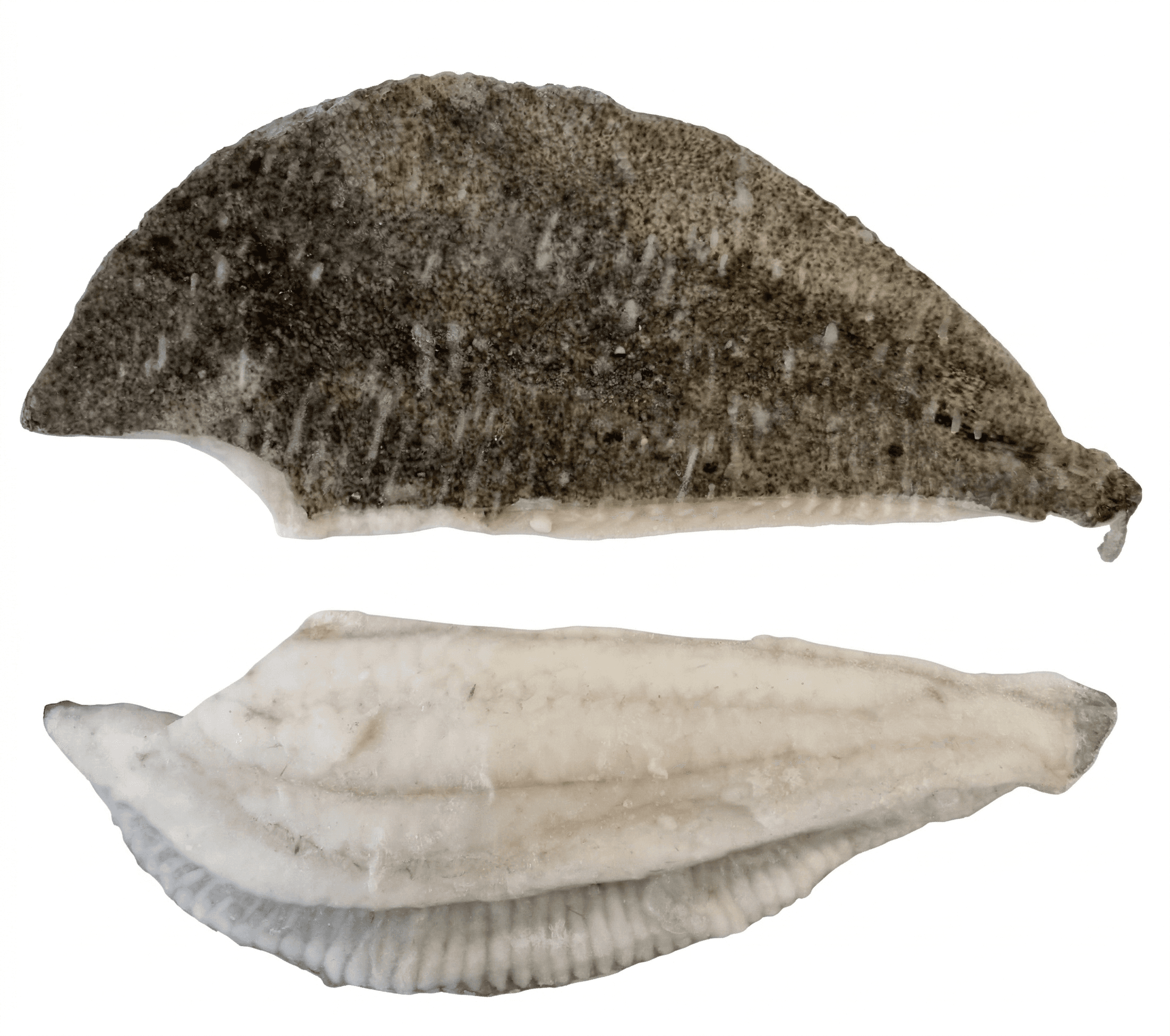 Filetti Di Rombo Chiodato Spagna