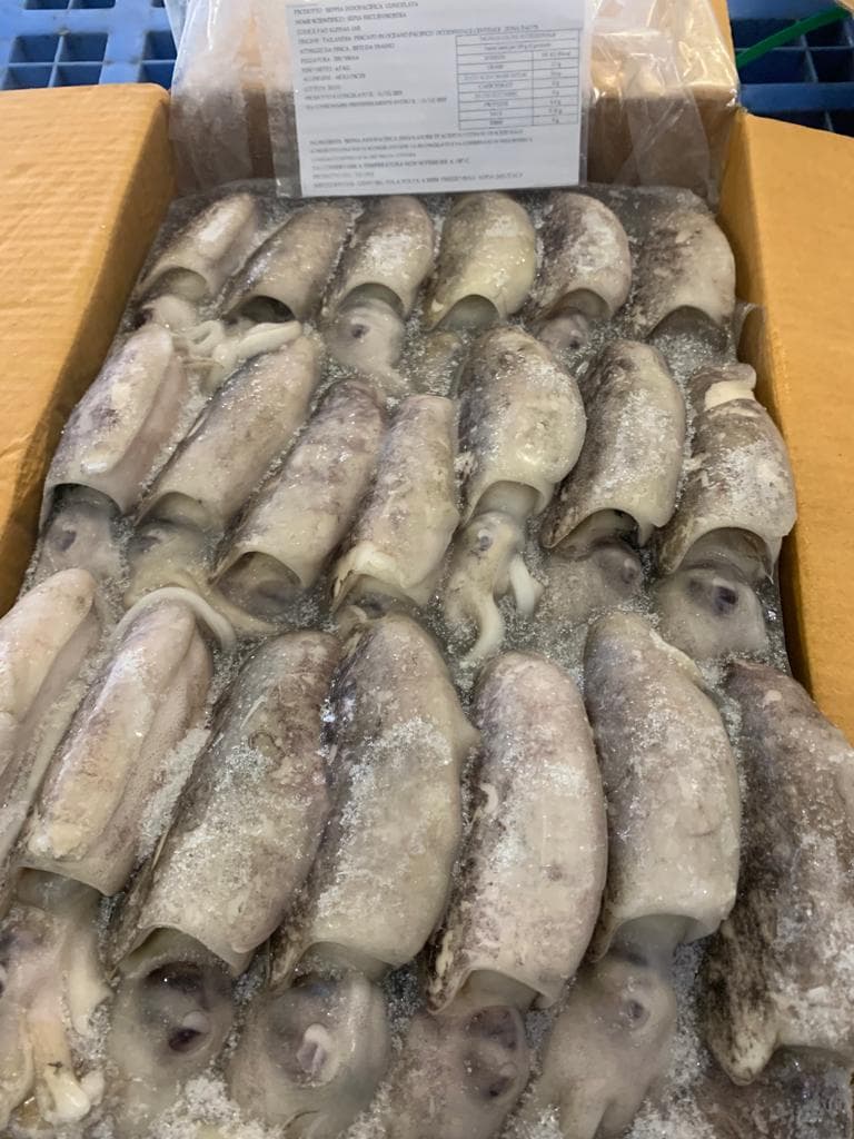 Seppia Indopacifica sporca