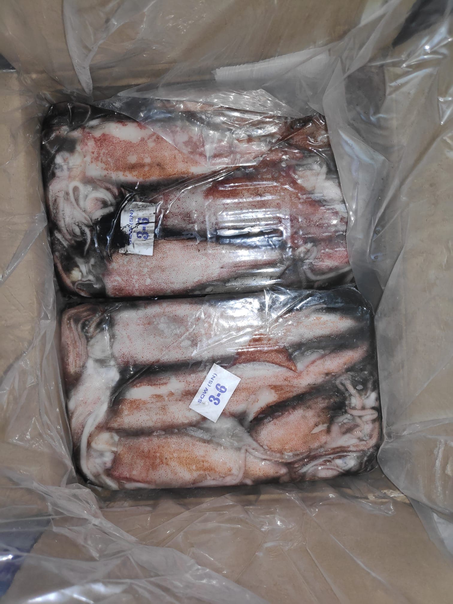 Calamaro Indopacifico Intero IQF