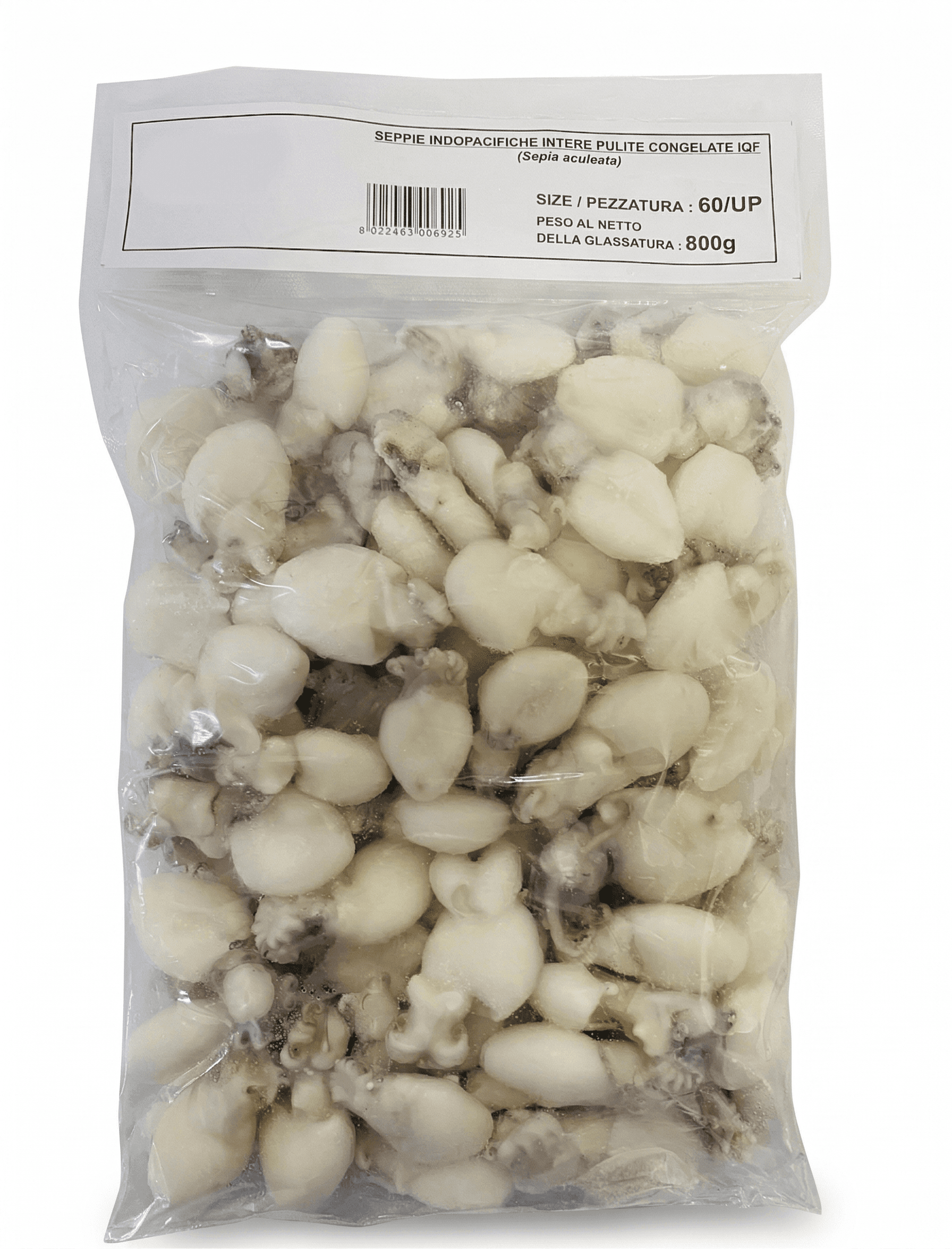 Seppioline Indopacifiche Pulite