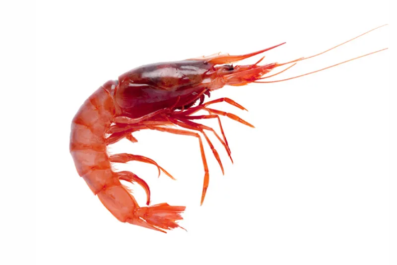 Gambero Viola Atlantico