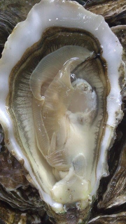 Ostriche "Fine" Fresche