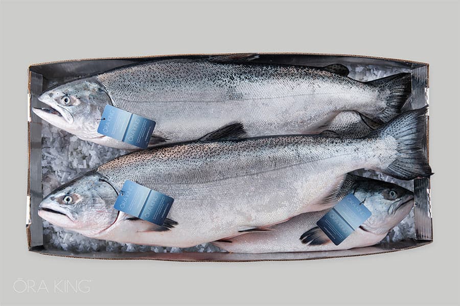 Salmone reale Ora King intero, eviscerato 