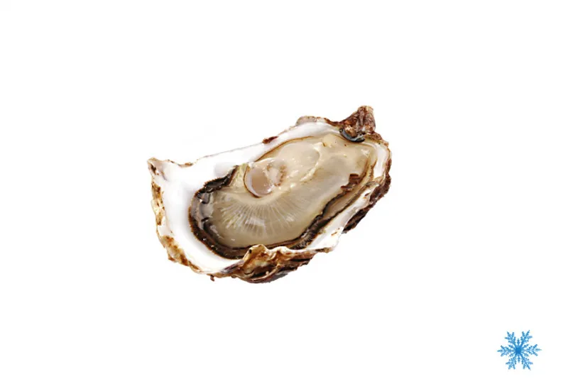  Ostriche Fine de Claire N°3 