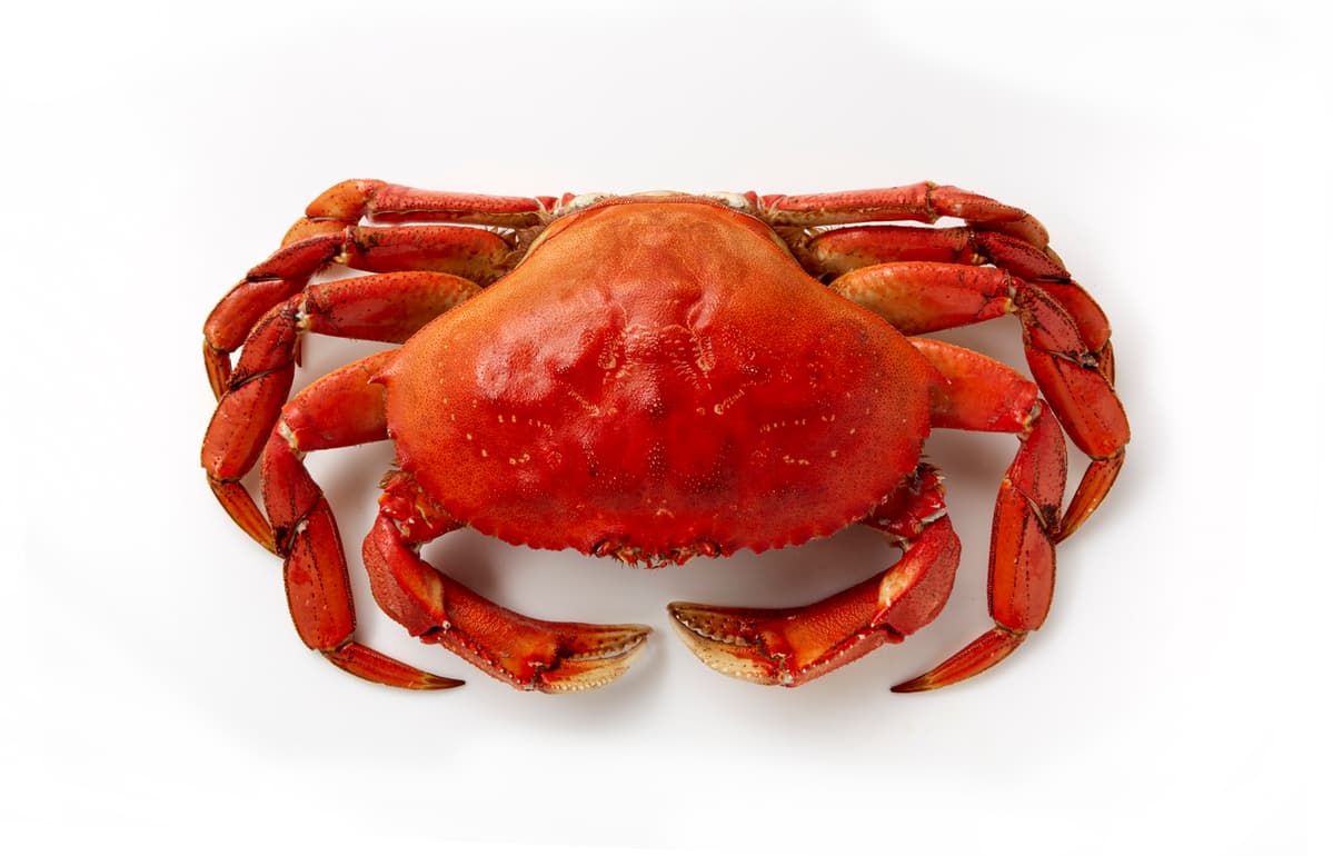 Granciporro del Pacifico