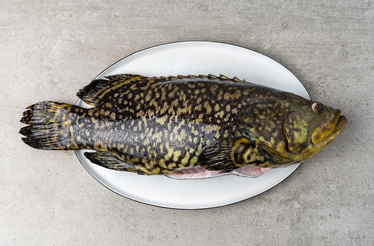 Cernia Gigante Fresca