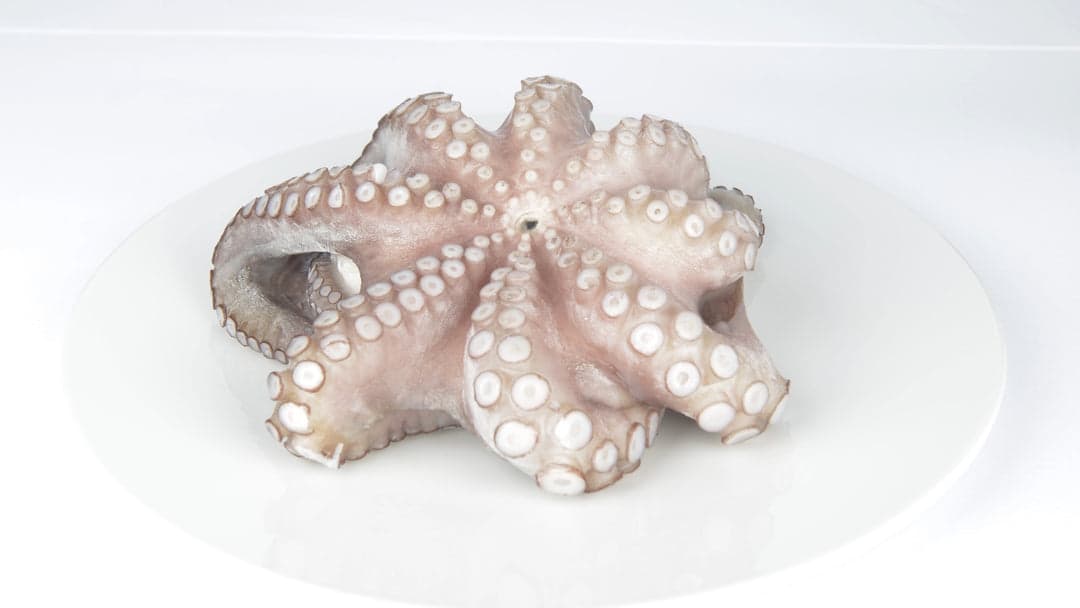 Polpo Puglia Mediterraneo