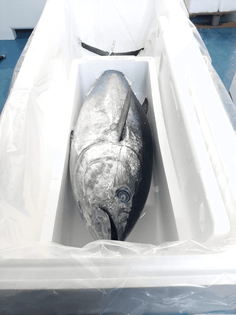 Tonno rosso intero, fresco, con testa, eviscerato