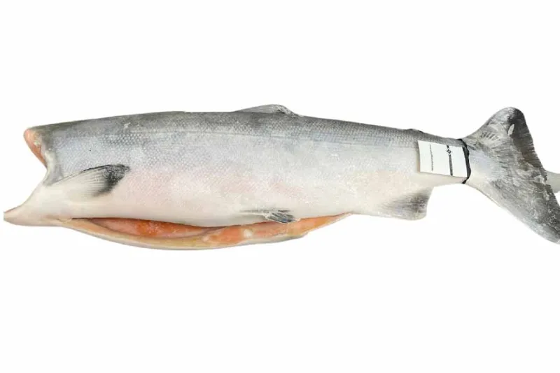 Salmone argentato eviscerato