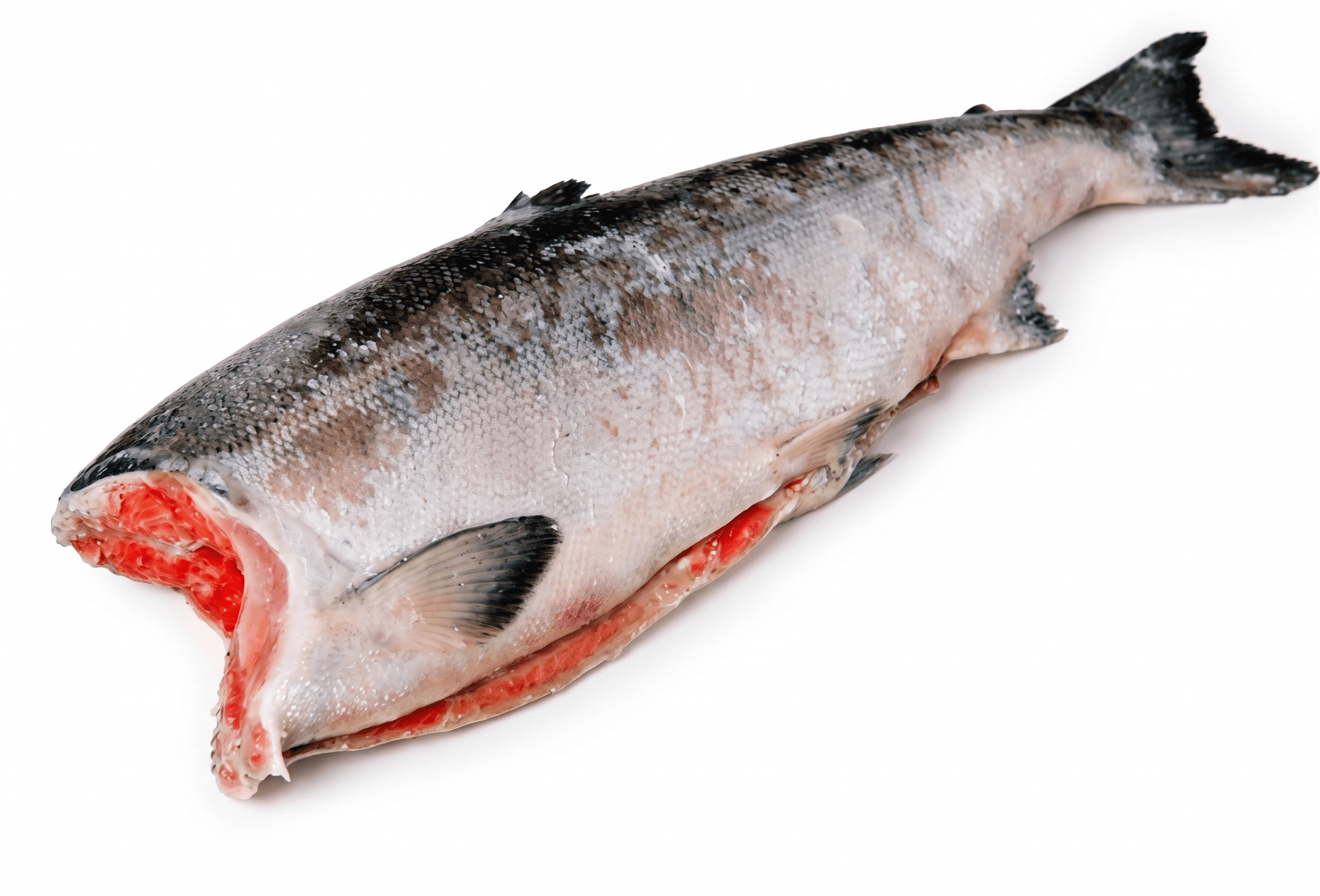 Salmone selvaggio sockeye H&G