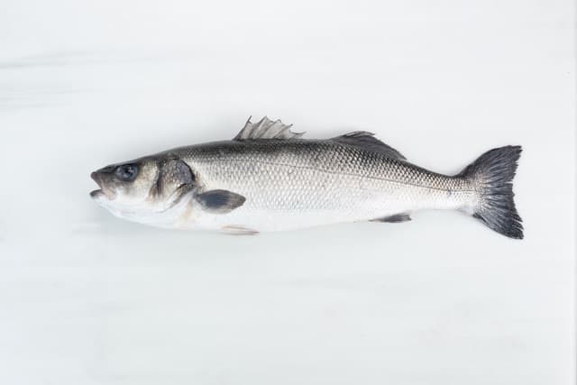 Branzino Intero Fresco