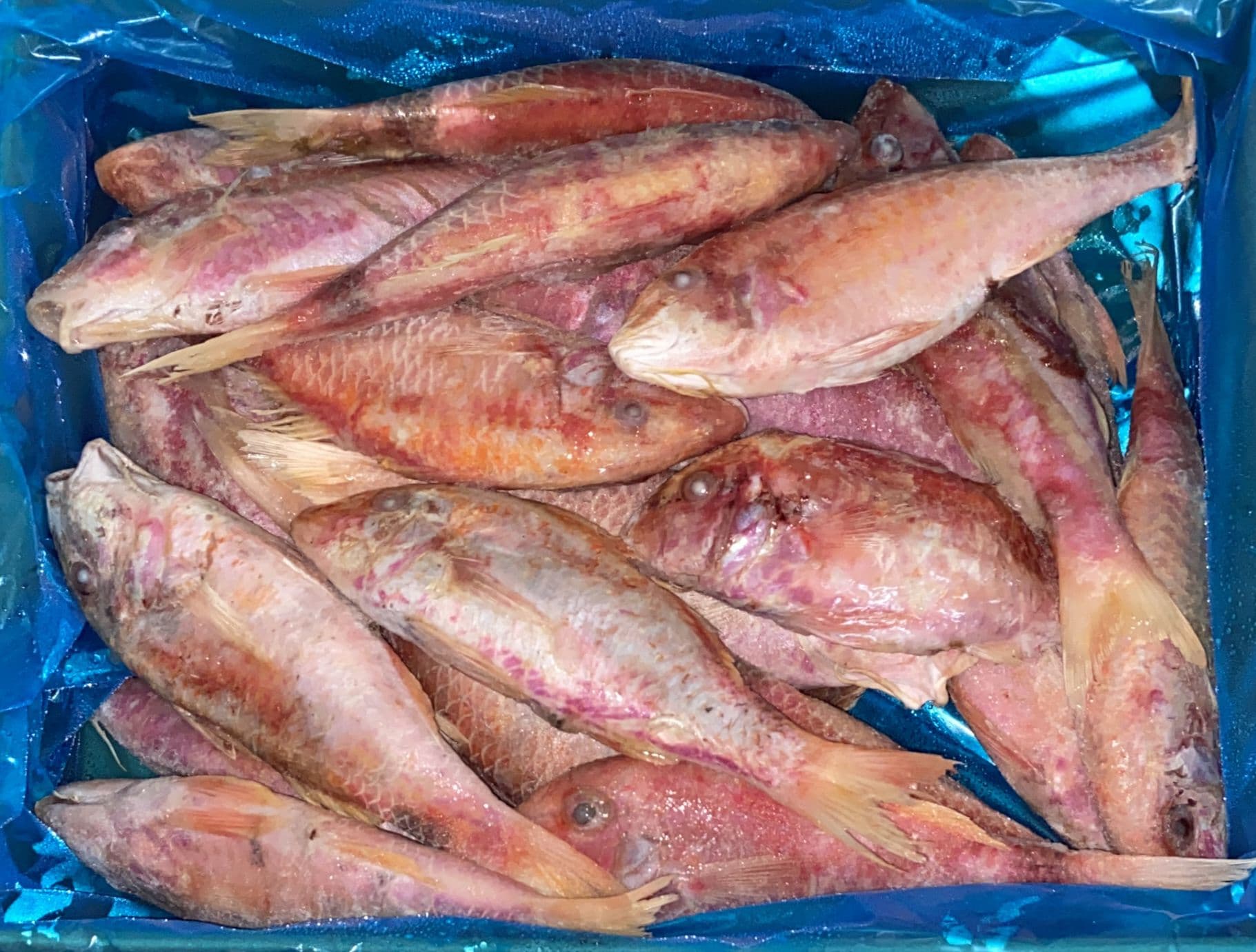 Triglia Intera C/Bordo