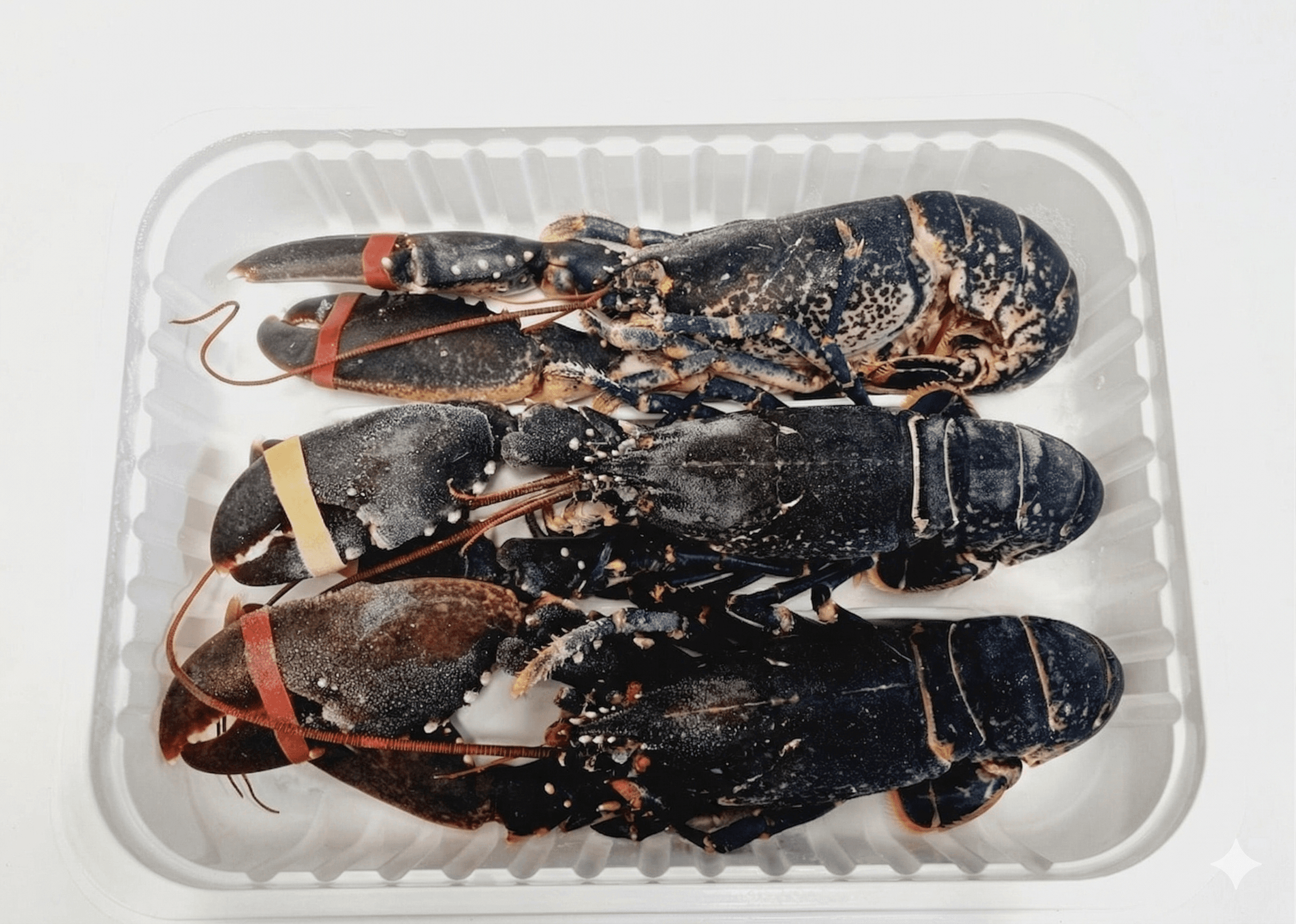 Astici Blu Criogenizzati In Alta Pressione