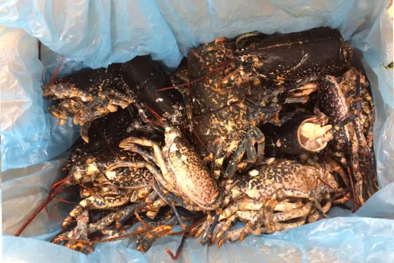 Astice canadese teste