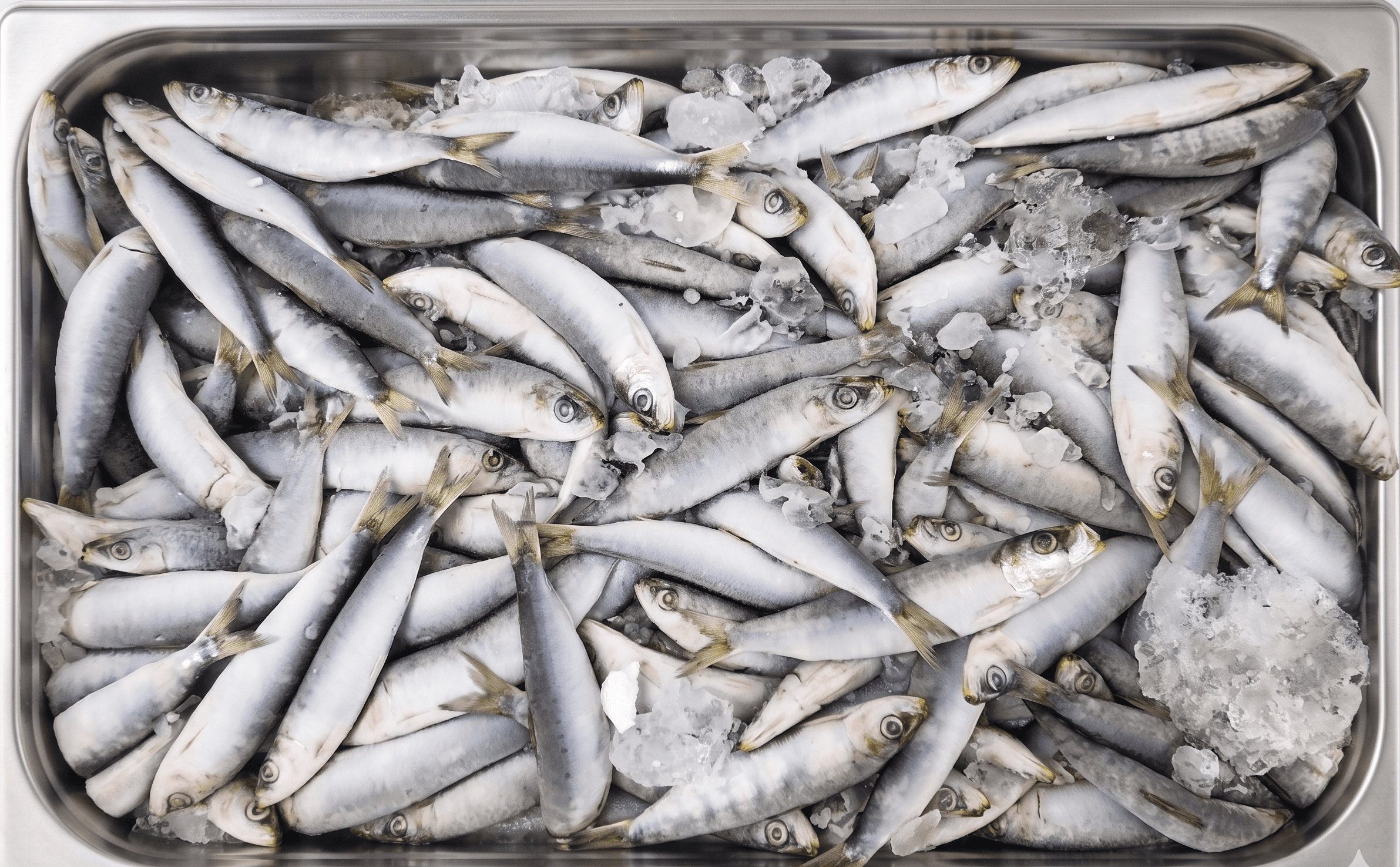 Sardina Congelata in blocco