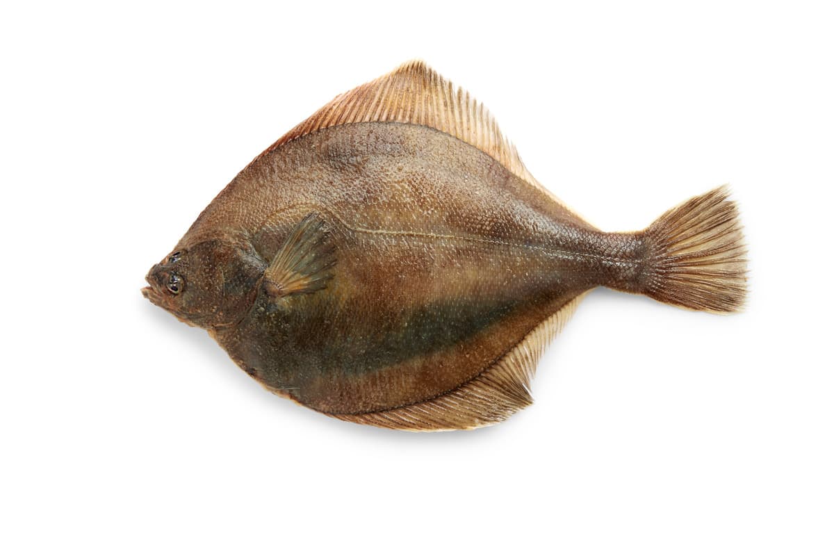 Limanda Limone