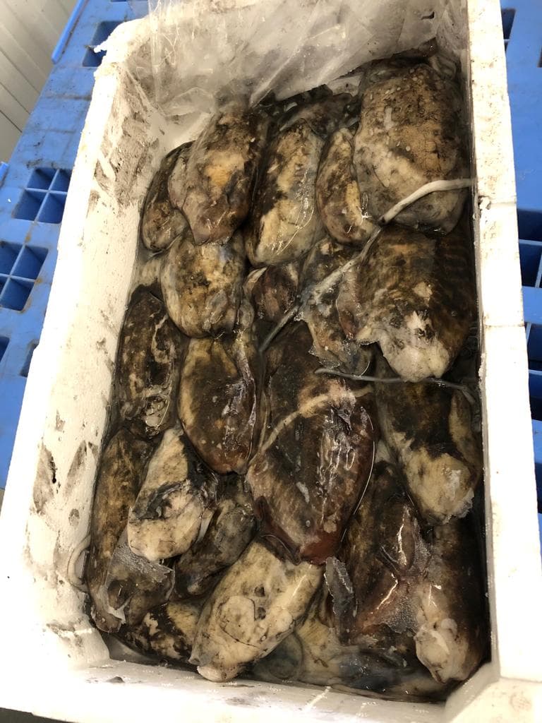 Seppia Sporca Tunisia