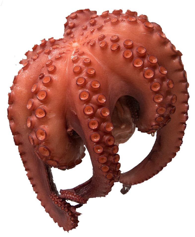 Polpo cotto intero sottovuoto