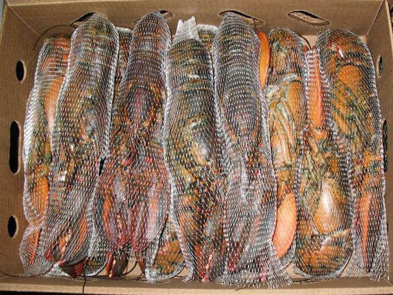 Astice Canadese crudo intero 