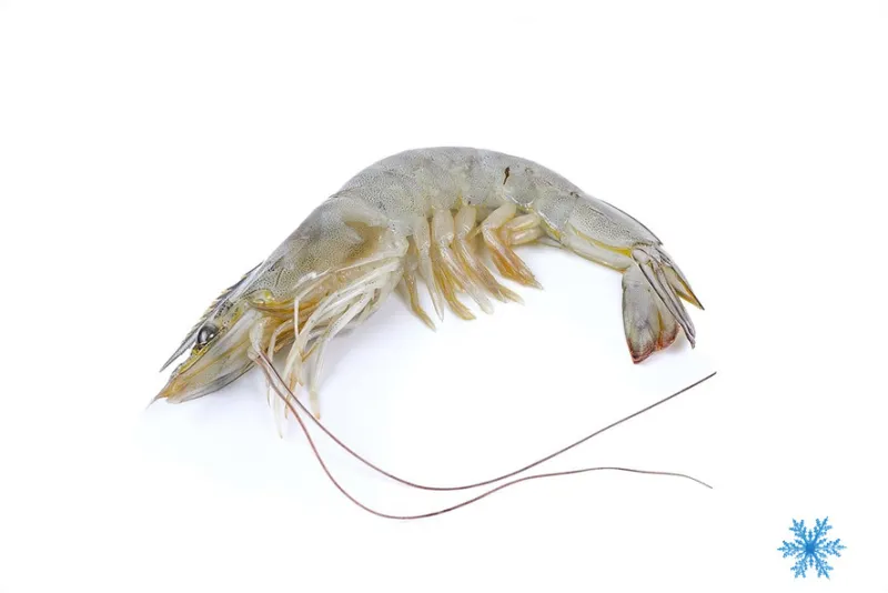 Mazzancolla oceanica 