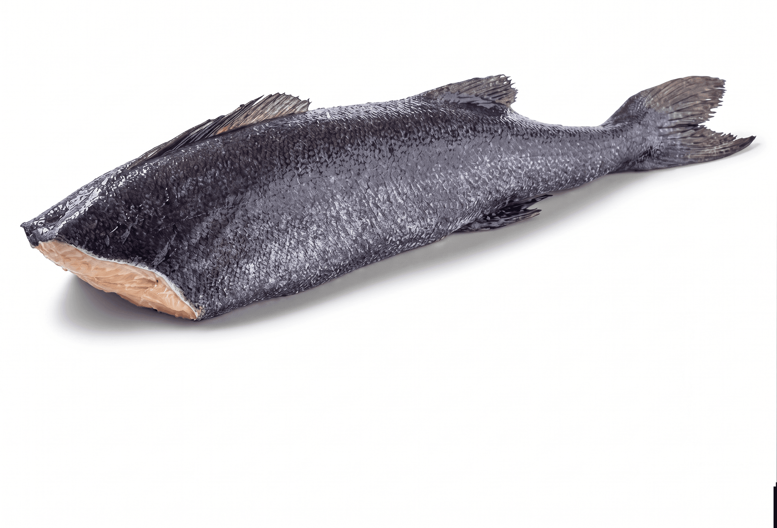 Carbonaro (Black Cod) Alaska H&G