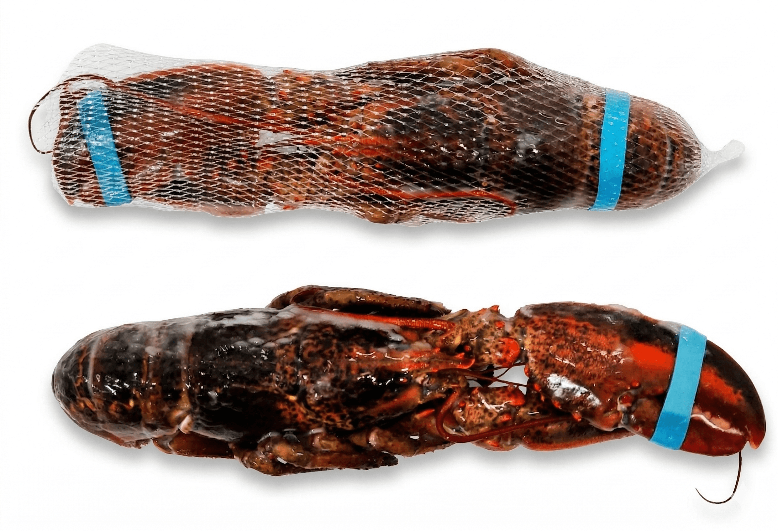 Astici Crudi Congelati Vivi