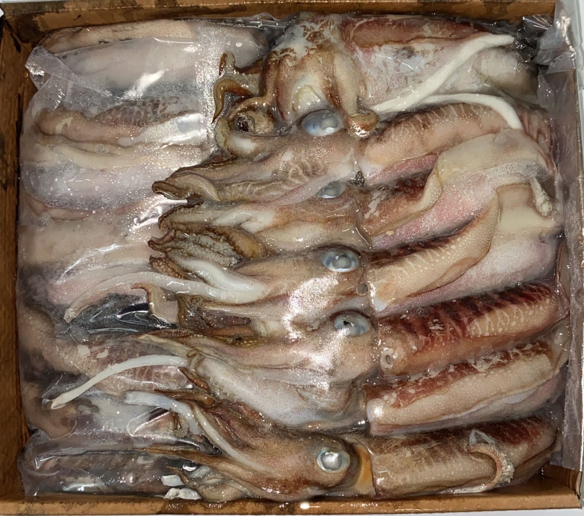 Seppie Sporche Marocco "Choco" C/Bordo