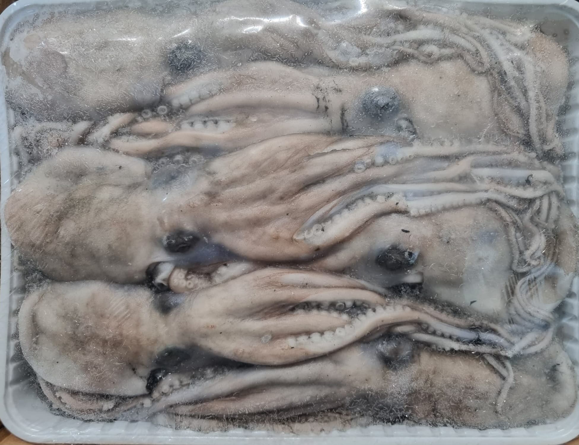 Polpi Moscardini Sicilia