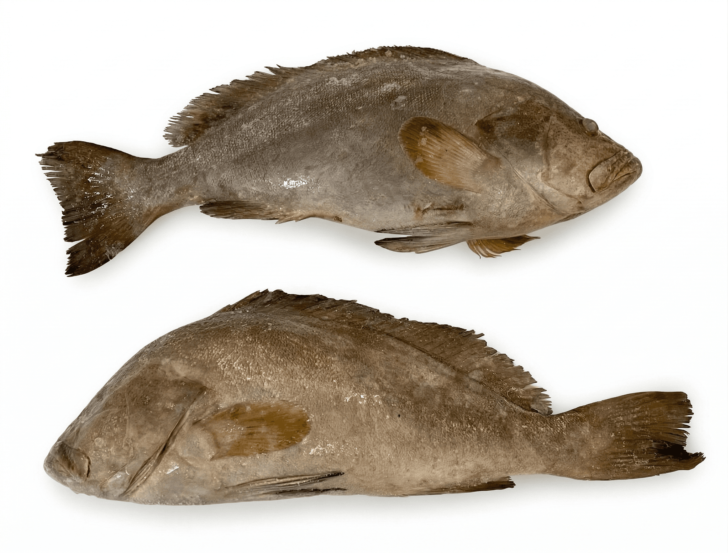 Cernie Eviscerate Yemen