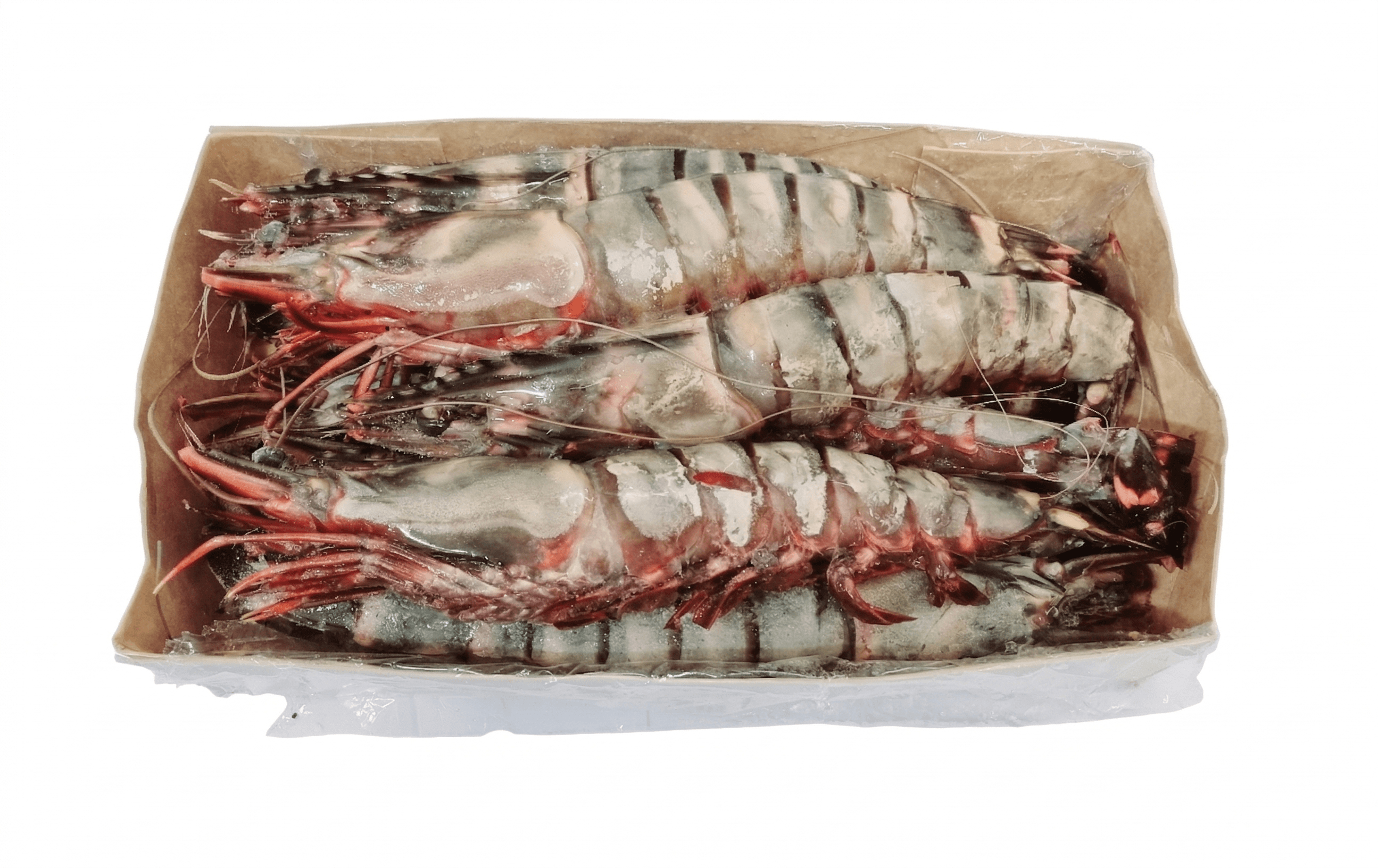 Gamberi Tigrati Jumbo C/Bordo