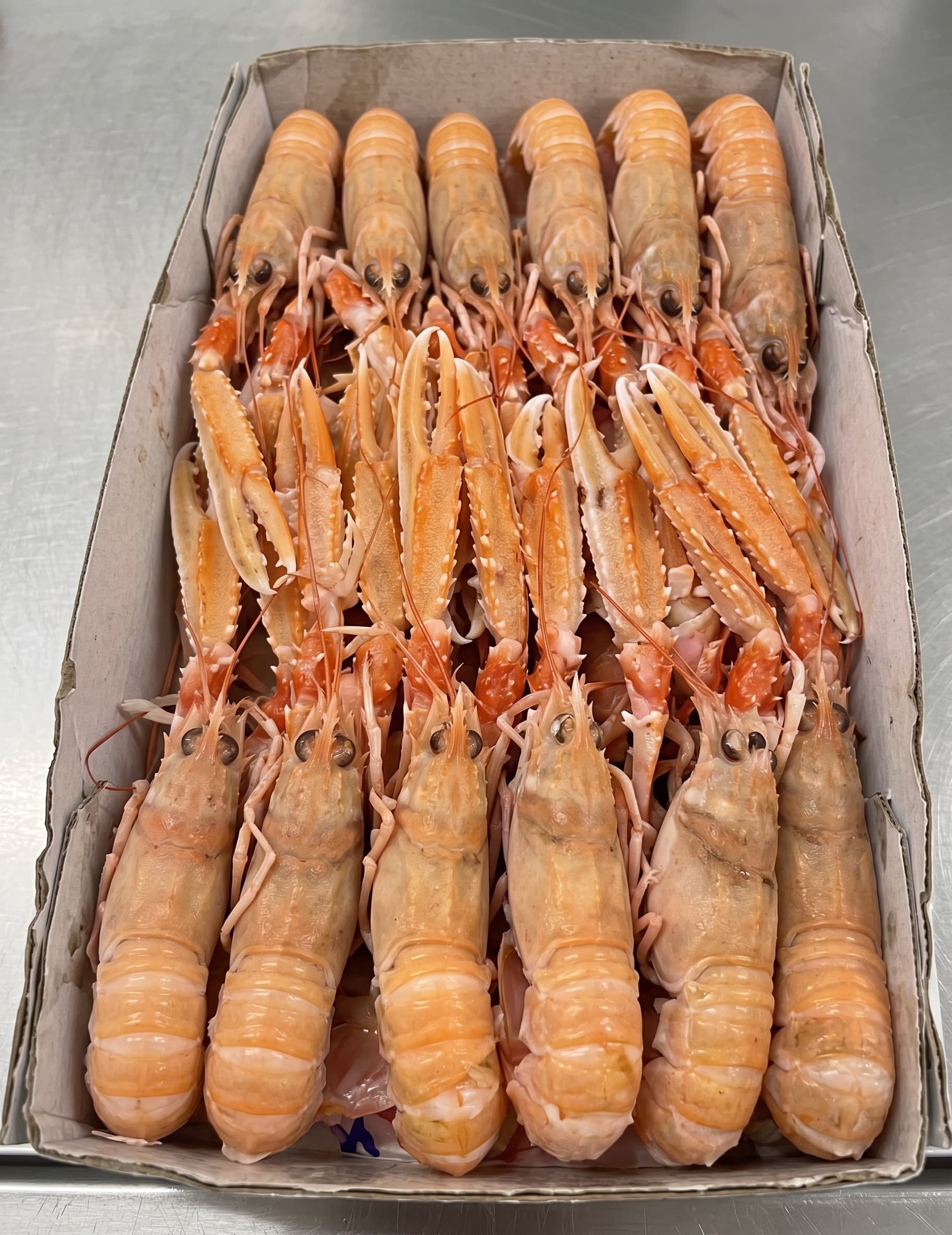 Scampi irlandesi di Porcupine