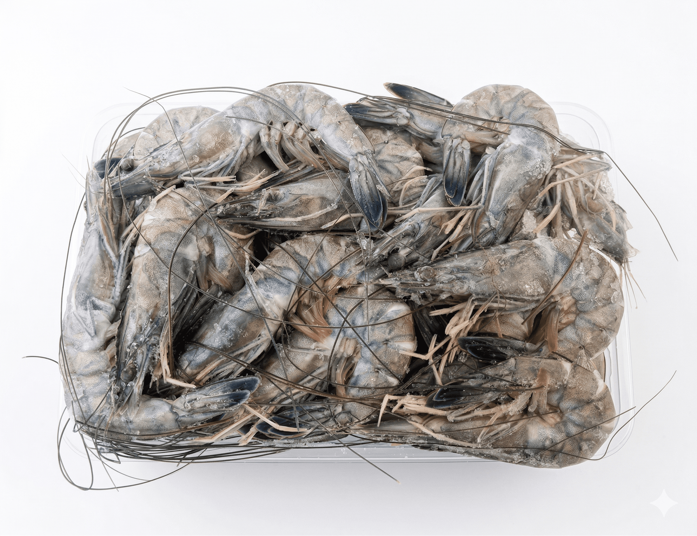 Gamberi Blu Della Nuova Caledonia