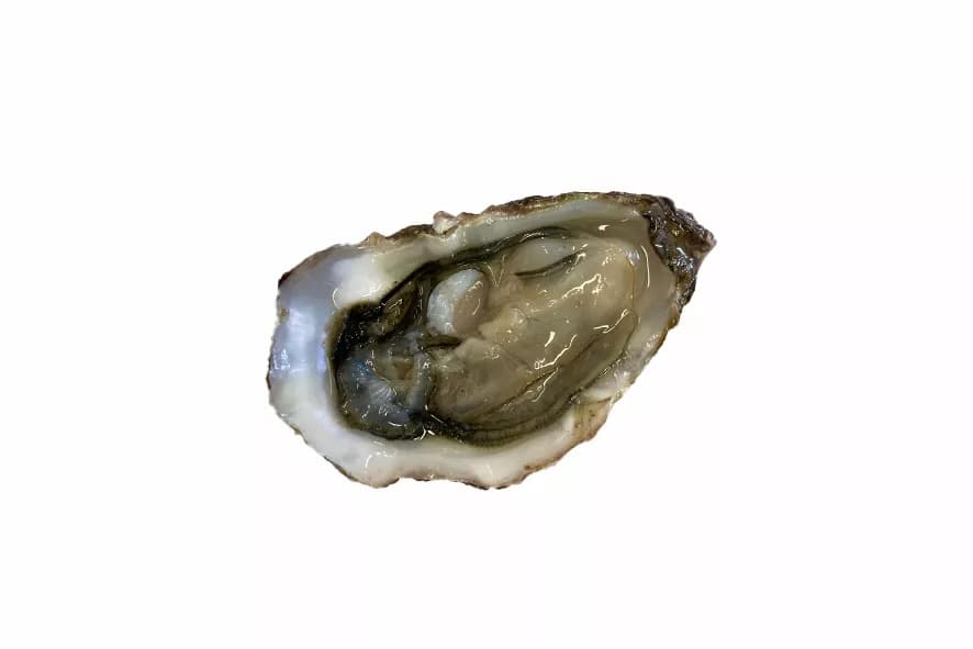  Ostriche Fine de Claire N°3 