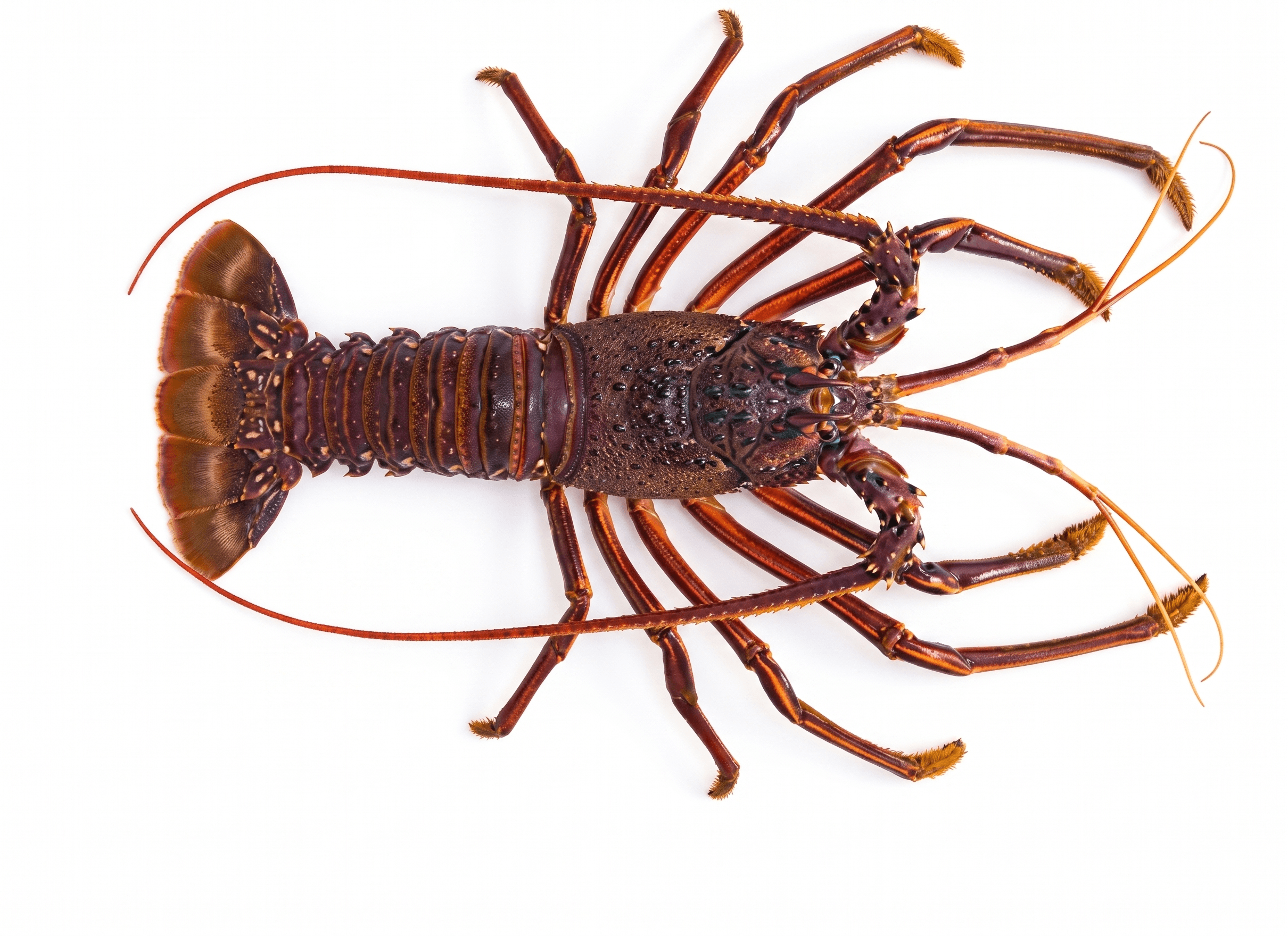 Aragosta Australiana