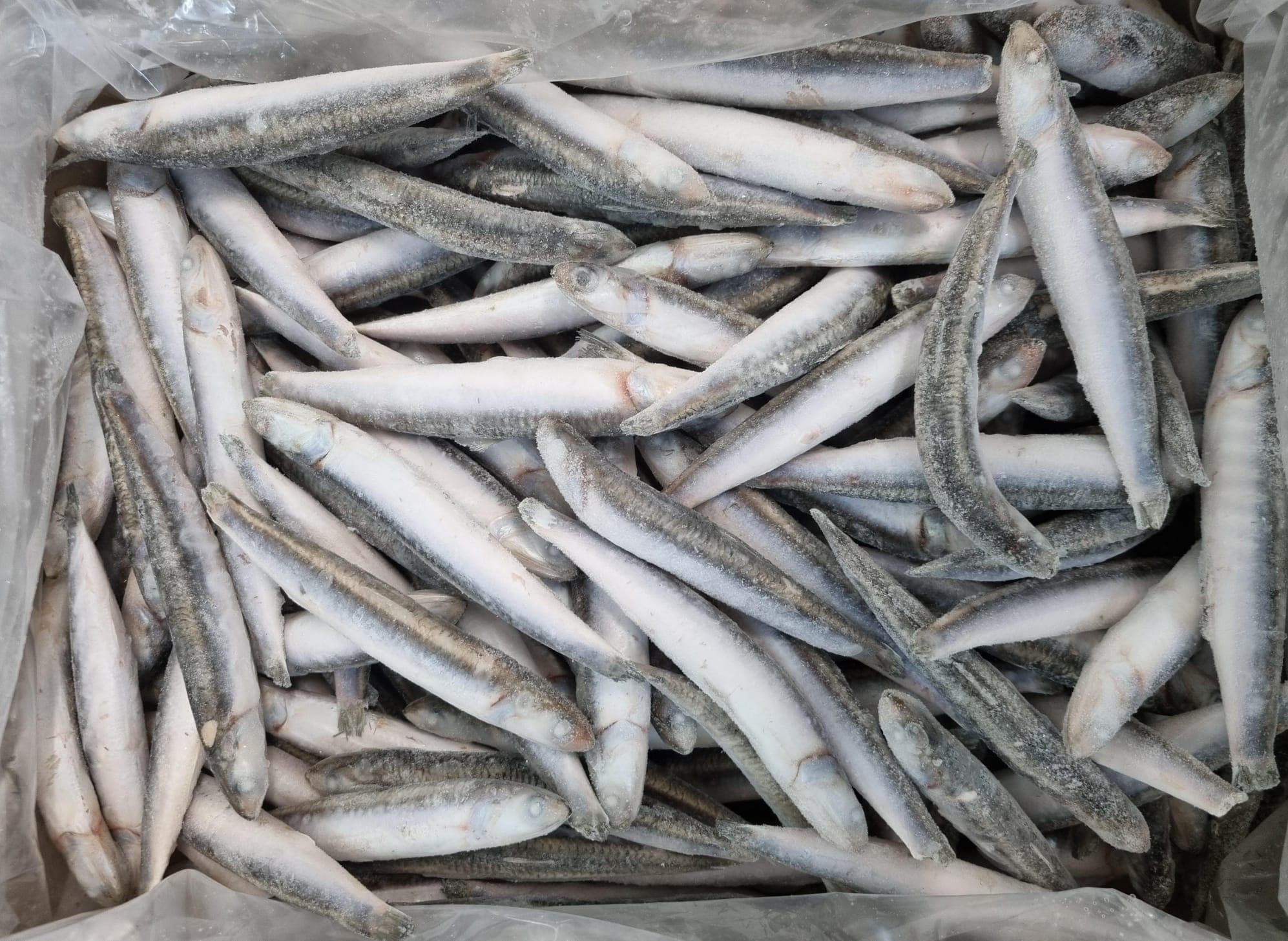 Alici Del Mediterraneo Intere Ligure