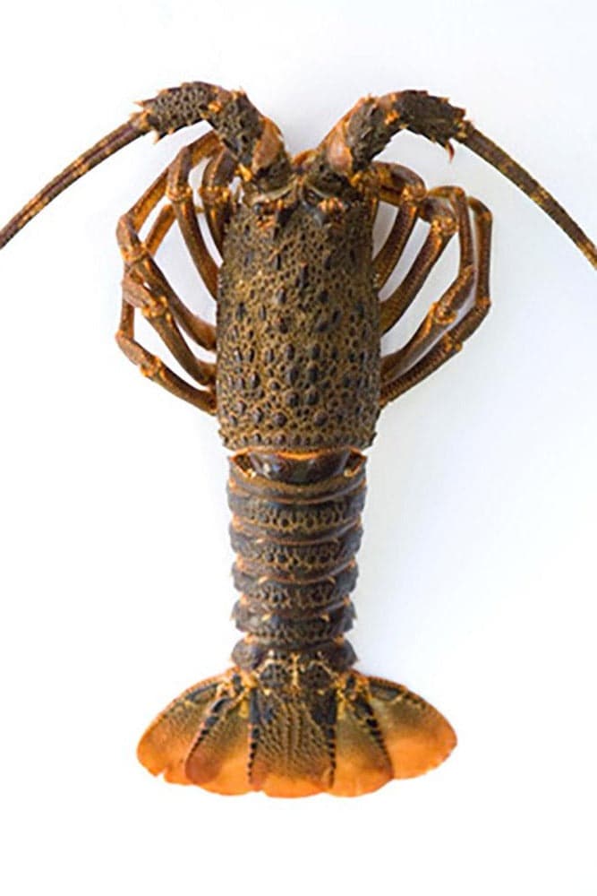 Aragosta di Tristan intera 