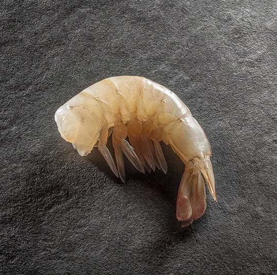 Code di mazzancolla tropicale congelate