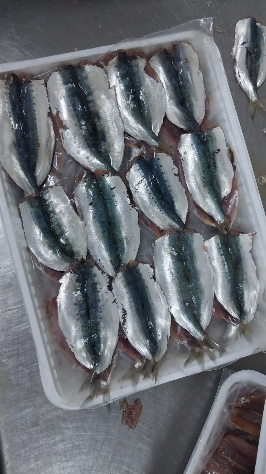 Sardina decapitata ed eviscerata con spina 