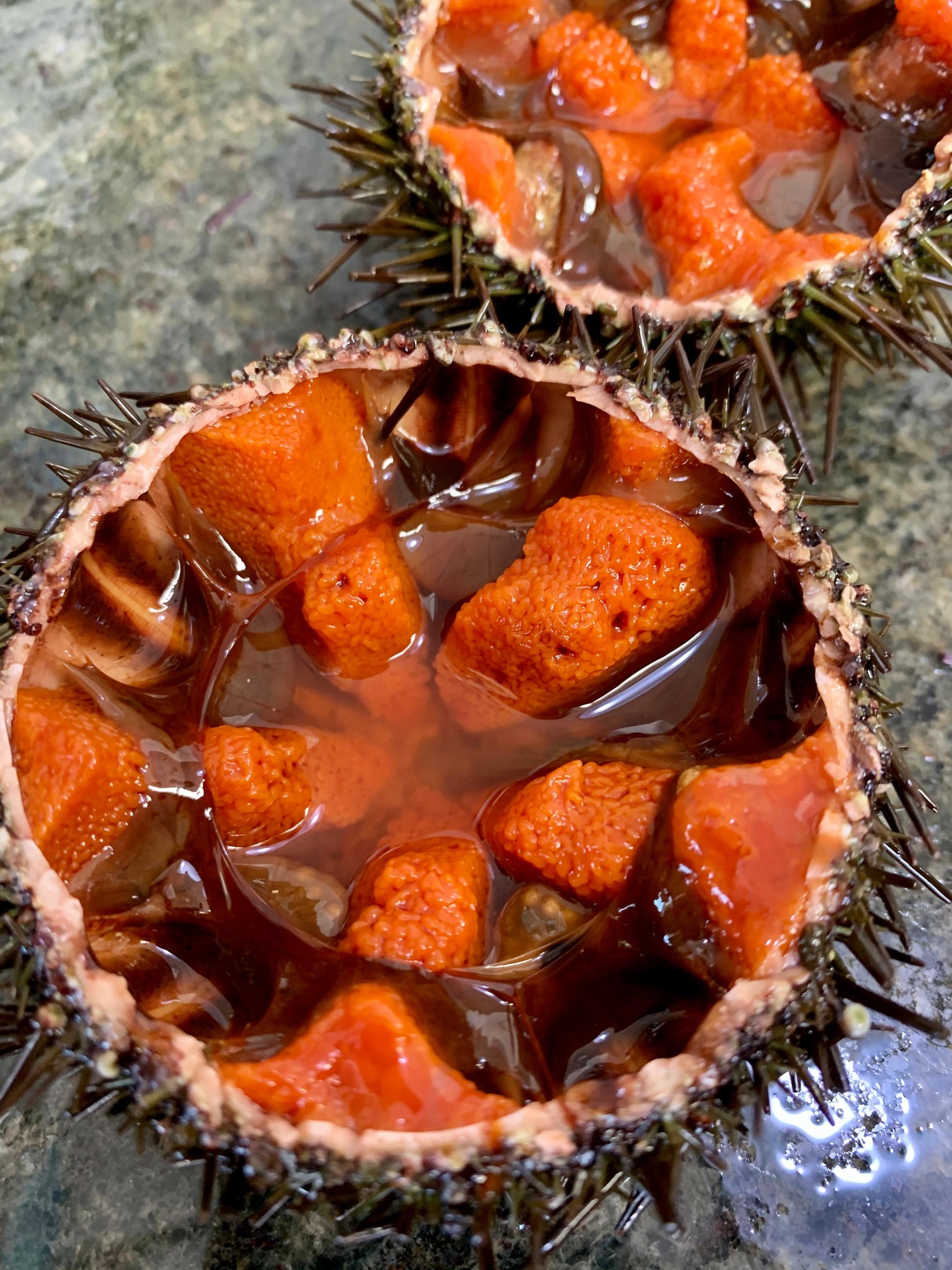 Frozen Mediterranean Sea Urchin Roe – 130 g (Pack of 42)