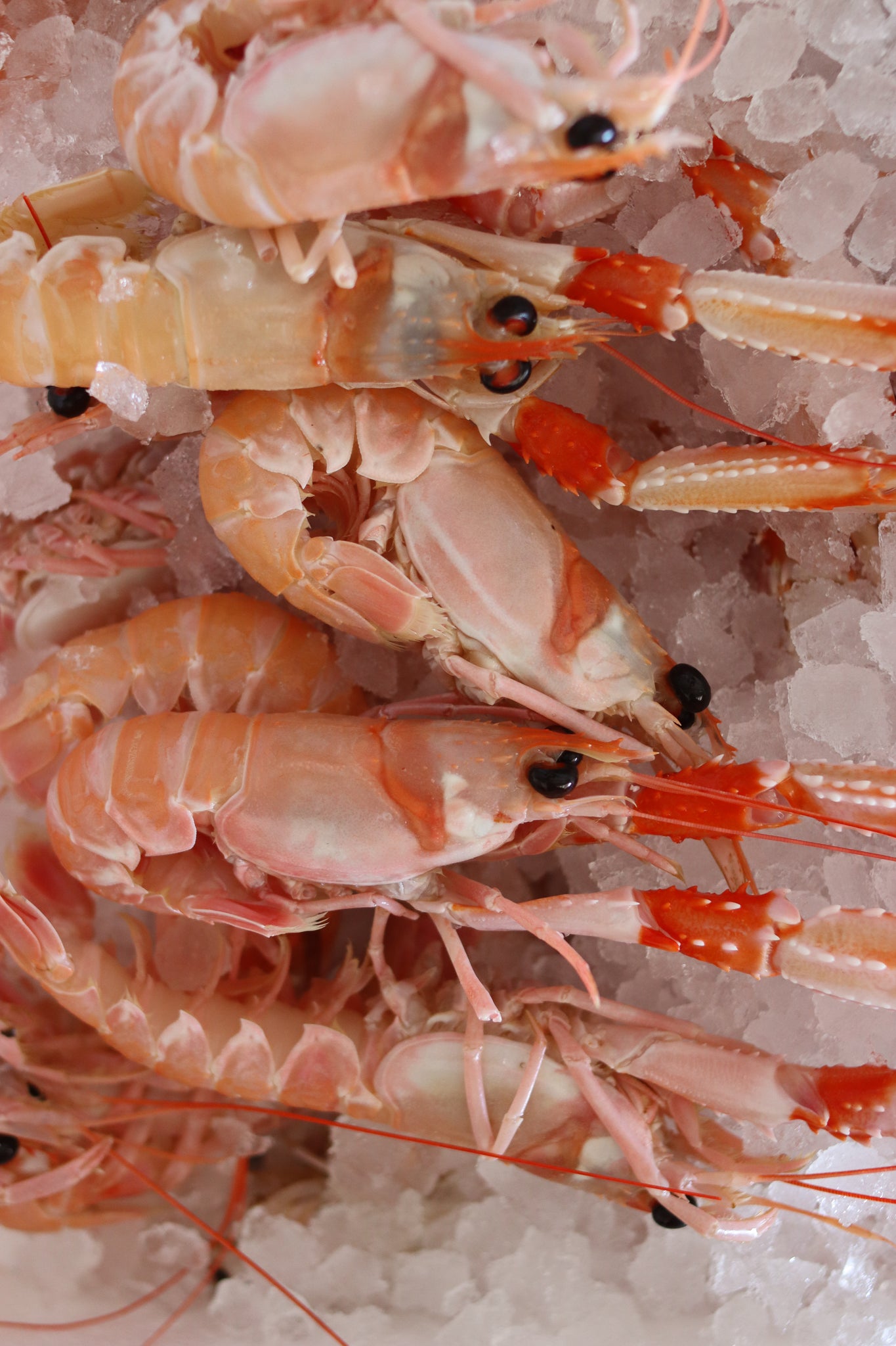 Frozen Mediterranean Scampi (Langoustine)