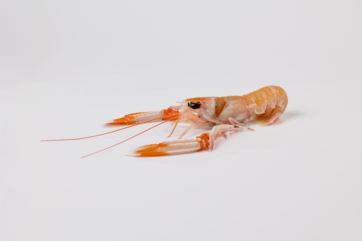 Frozen Mediterranean Scampi (Langoustine)