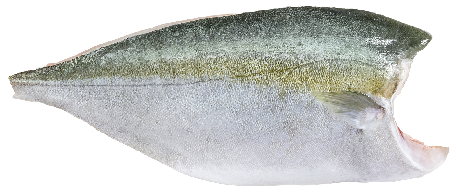 Filetto di Ricciola J-cut 0,9-1,25 Kingfish
