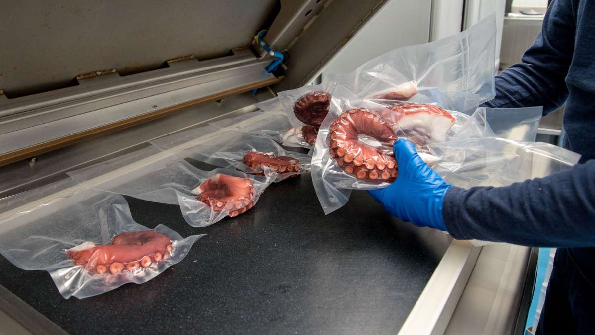 Tentacolo di polpo cotto sottovuoto, congelato 200/250 gr