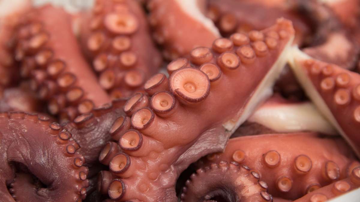 Tentacolo di polpo cotto sottovuoto, congelato 200/250 gr