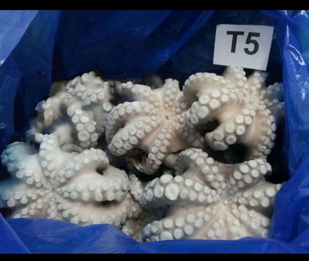 Polpo crudo eviscerato congelato T5 IQF