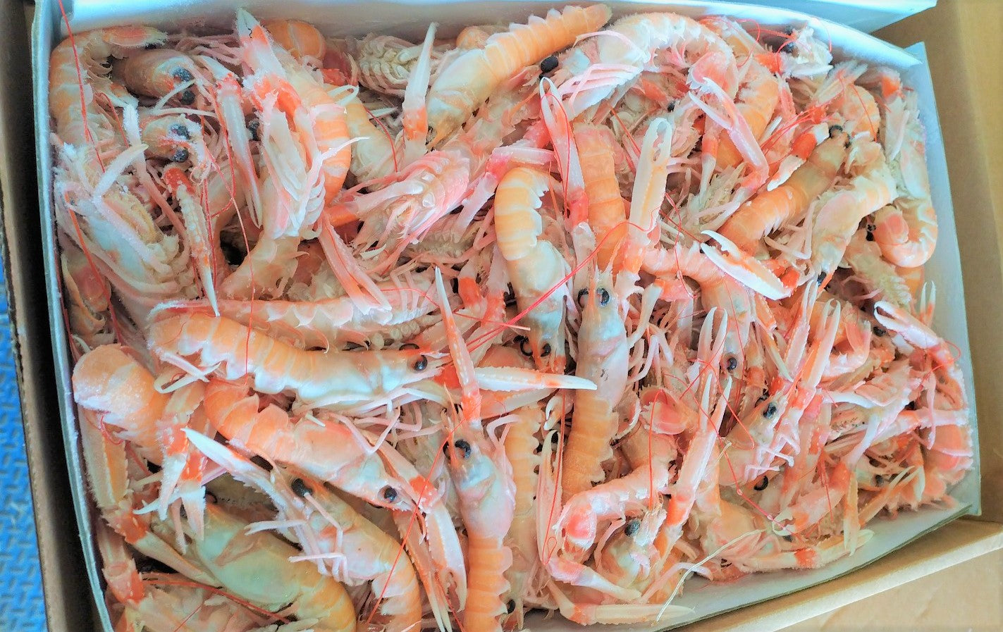 Scampi congelati Irlanda 30/40 3x3 kg
