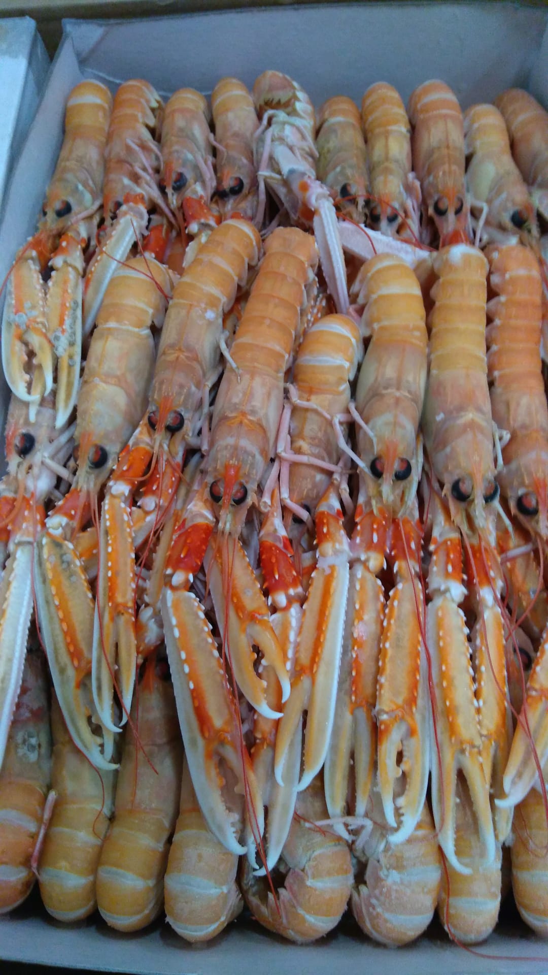 Scampi irlandesi di Porcupine congelati da 5-10 pz/kg