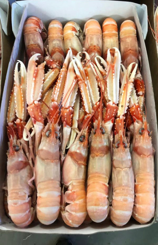 Scampi irlandesi di Porcupine congelati da 6-10 pz/kg
